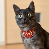 あずき🐈yumi (@kaiazuki0419) 's Twitter Profile