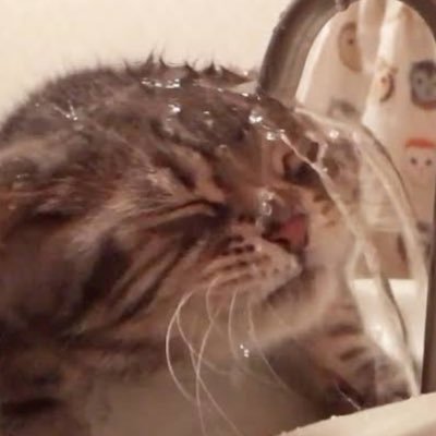 冒 険 男 爵⭐︎冒険しないさんのプロフィール画像