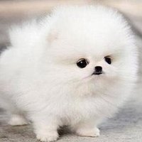 ✨こころコロコロ✨ (@cocoro_koro2) Twitter profile photo