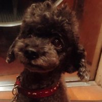 山の奥から (@yamanookukara) 's Twitter Profile Photo 山の奥から (@yamanookukara) 's Twitter Profile Photo