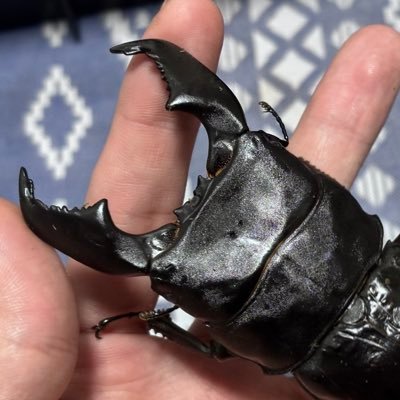 スマトラをメインにヒラタ系やってます✨ 親として使わない個体はヤフオク等にて販売してます🍀 フォロー外された場合は問答無用ブロックしますのでご了承ください。