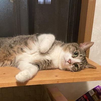 utinoneko_cute's profile picture. 趣味用垢