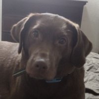 Carol Koefoed (@carolkoefoed) 's Twitter Profile Photo Carol Koefoed (@carolkoefoed) 's Twitter Profile Photo