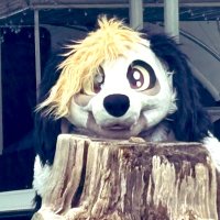 Downbeat the Poodle (@downbeatpoodle) 's Twitter Profile