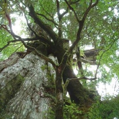 Ackey 読了 梶原しげる すべらない敬語 積ん読の山から掘り出した冊 少し前の本 購入の動機はすでに思い出せず 存在自体を知らなかった 敬語の指針 鈴木健二さん 渡哲也さん 阿刀田高さんのエピソードなど手軽に読める 敬語は自己責任