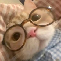 먀오ㅇ (@mmya_ooo) 's Twitter Profile