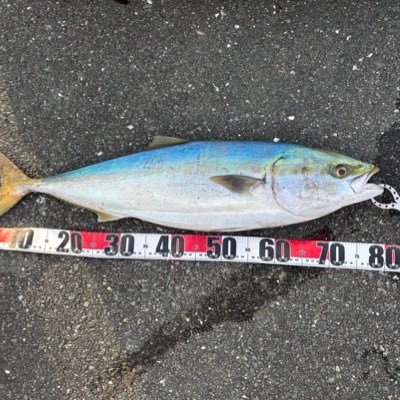 nfushino's profile picture. MAX80㎝鰤　アジが好き