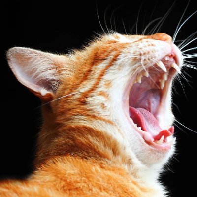 tassakgpt's profile picture. full stack taşşak developer