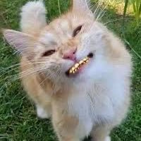 daColdestKat's profile picture. intrusive thoughts live here 📍