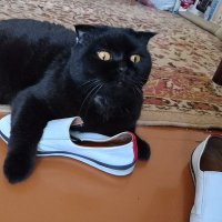 Яна Молчанова (@pqoivkuxmkbbdh8) 's Twitter Profile Photo