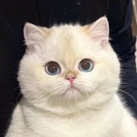 ㅂYingㅂ🍓 (@yam20ying) 's Twitter Profile Photo ㅂYingㅂ🍓 (@yam20ying) 's Twitter Profile Photo