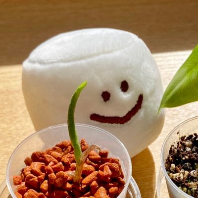 Promiさんのプロフィール画像
