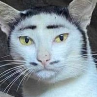 McMeow (@eat_yo_ass) 's Twitter Profile Photo McMeow (@eat_yo_ass) 's Twitter Profile Photo