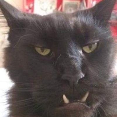 labicheheinn's profile picture. Je sais pas quoi dire.. amateur de sport hippique, une belle découverte !