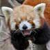 RedPanda_holdonasec (@holdon_asec) Twitter profile photo RedPanda_holdonasec (@holdon_asec) Twitter profile photo