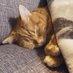 K.T.@猫党 (@ktcatlove) Twitter profile photo K.T.@猫党 (@ktcatlove) Twitter profile photo