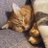 KTCATLOVE