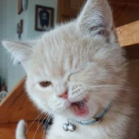 Ainu (@ainuuu15) 's Twitter Profile