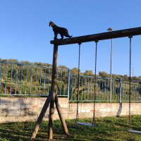 🐾 AnimalLover 🐾 Difusión (@protellerena) 's Twitter Profile Photo 🐾 AnimalLover 🐾 Difusión (@protellerena) 's Twitter Profile Photo