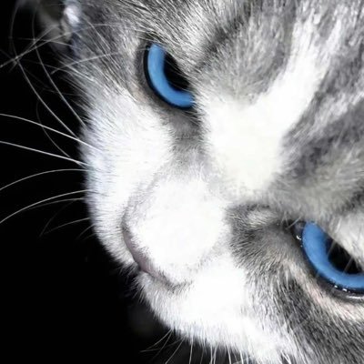 Ruioool's profile picture. ㅤ