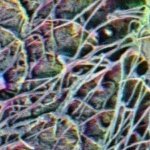 BoneJ (@bonej_) 's Twitter Profile