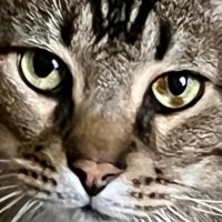 Cosmic Cowgirl (@bigdogatl) 's Twitter Profile