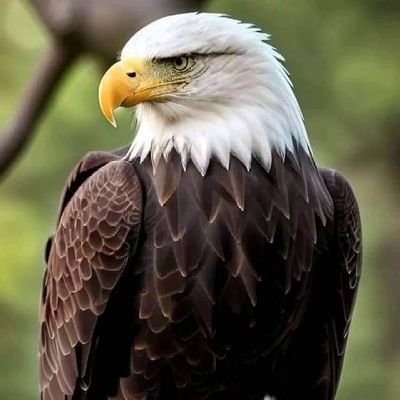 AlbertoGut3768's profile picture. Democrata,Anticomunista,Antisocialista