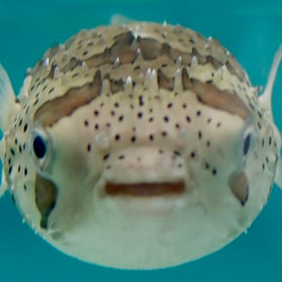 好きなもの:ゲーム、アニメ、ボディビル、釣り、キャンプ、旅行、カメラ、爬虫類、昆虫、車、F1、WRC、ゲーム実況、音楽、温泉、ダーツ、道の駅、町中華、ぽこピー、有隣堂しか知らない世界、敷島てとら、yutori