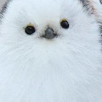 りか (@r_hoku_k) 's Twitter Profile