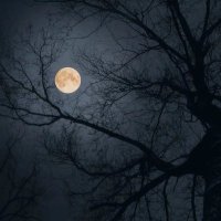 رمادي (@malqureshi2) Twitter profile photo