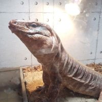 伽凛✨(早瀬かりん)🦂🐍🦎🐢🐸🐰🐭🍺 (@quozcvz) Twitter profile photo