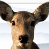 kazui1972's profile picture. 1972年9月12日生まれ。 血液型：A。 職業：元流体解析エンジニア。最近、AIを勉強し、活かす事を考え中。 性格：典型的なA型。