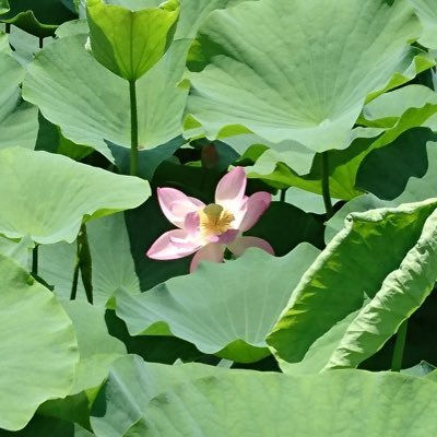 rui_8nikki's profile picture. iPhoneでchessプレイしてます.DMは苦手です.ご遠慮ください.