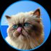 Mr. Miggles (@mrmigglesonbase) Twitter profile photo Mr. Miggles (@mrmigglesonbase) Twitter profile photo
