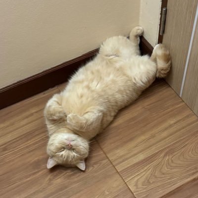 Poemcal's profile picture. 👻 | INTJ to INFJ-A now INTJ-A | A bioprocess engineer who working in petrochemical industrial