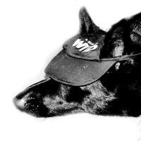 🐺🔞 (@4leggedfreak_) 's Twitter Profile