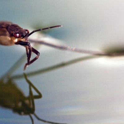 Surfacetrawler's profile picture. God loving American helping scientists and clinicians bring novel medicines to patients