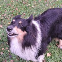 Tiki (@tiki1553891) 's Twitter Profile