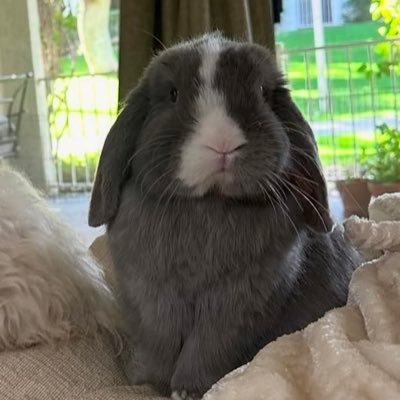Devoted fan of the Green Bay Packers.
Music Enthusiast, Co-host of the @itsthegroovepod, sharing the soundtrack of our lives.
#TeamCarrotCottage Bunny Rescue