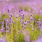 kei994677113501's profile picture. 副業の成功法を発信中。副業初心者に役立つ情報を提供。少額ですが10万円プレゼント企画もしております♪ 支援中➡ https://t.co/NnWKRnUJF9