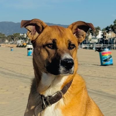 Will Coffield Profile