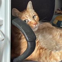 enorias (@enorias_) 's Twitter Profile Photo