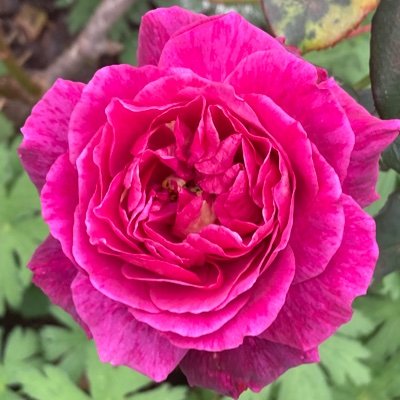 earthandneem's profile picture. 