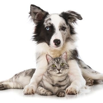 Hunde und Katzenfutter Gesundheits Ernährung Hotline kostenlos Welpen und Züchtershop