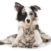 Hunde Katzen Shop (@hundkatzeshop) Twitter profile photo Hunde Katzen Shop (@hundkatzeshop) Twitter profile photo