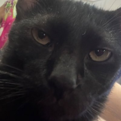 💎🐈 チェリー 🐈💎さんのプロフィール画像
