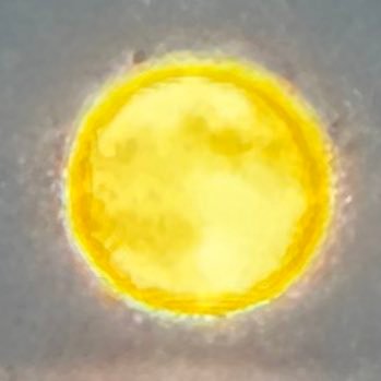 KatlouniZ's profile picture. teamlh