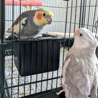 オカメインコの大豆とうどん。 (@rilakku66189962) Twitter profile photo