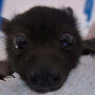 starrvoided's profile picture. star ! 🫐twt + shtwt em rec + drugtwt ☆ 22 ☆ 🇧🇷 (051) ☆ ela/dela