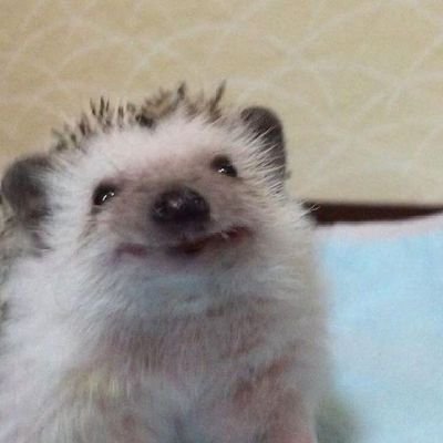 estudaecry's profile picture. blá blá blá